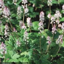 Attēlu rezultāti vaicājumam “Bayeriola thymicola”