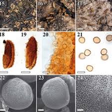 Attēlu rezultāti vaicājumam “Licea pusilla spores”