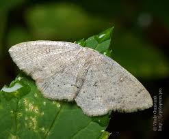 Attēlu rezultāti vaicājumam “Cyclophora albipunctata”