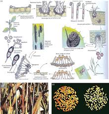 Attēlu rezultāti vaicājumam “Gymnosporangium sp.”