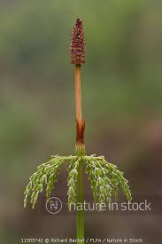 Attēlu rezultāti vaicājumam “Equisetum sylvaticum”