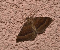 Attēlu rezultāti vaicājumam “Larentia clavaria”