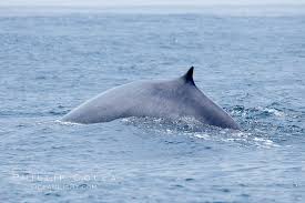 Image result for Balaenoptera physalus
