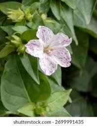 Attēlu rezultāti vaicājumam “Viola mirabilis flower”