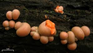 Attēlu rezultāti vaicājumam “Lycogala cf. fossiculatum macro”