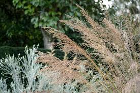 Attēlu rezultāti vaicājumam “Molinia caerulea flower”
