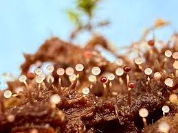 Attēlu rezultāti vaicājumam “Clastoderma debaryanum”