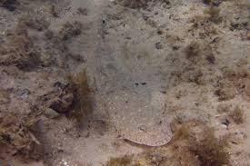 Image result for Platycephalus speculator