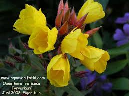 Attēlu rezultāti vaicājumam “Oenothera rubricauli flower”