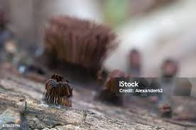 Attēlu rezultāti vaicājumam “Stemonitis fusca young”