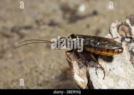 Attēlu rezultāti vaicājumam “Acantholyda posticalis”