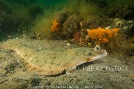 Image result for Pseudopleuronectes americanus