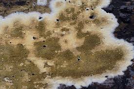 Attēlu rezultāti vaicājumam “Coniophora puteana”