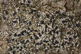 Attēlu rezultāti vaicājumam “Opegrapha rufescens”