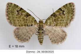 Attēlu rezultāti vaicājumam “Chloroclystis v-ata”