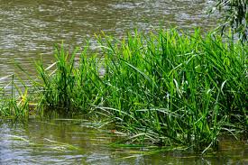 Attēlu rezultāti vaicājumam “Glyceria maxima”