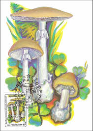 Attēlu rezultāti vaicājumam “Amanita phalloides”