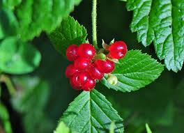Attēlu rezultāti vaicājumam “Rubus saxatilis fruit”
