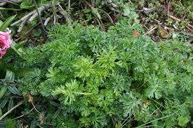 Attēlu rezultāti vaicājumam “Malva moschata leaf”