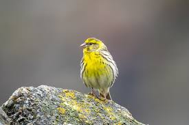 Image result for Serinus serinus