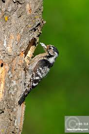 Attēlu rezultāti vaicājumam “Dendrocopos minor female”