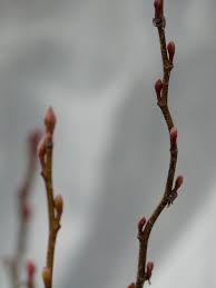 Attēlu rezultāti vaicājumam “Alnus incana bud”