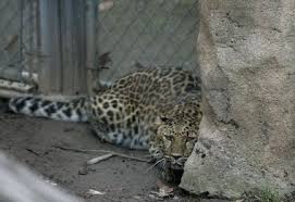 Image result for Essex Leopards