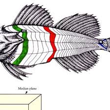 Image result for Myoxocephalus scorpius