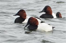 Image result for Aythya valisineria