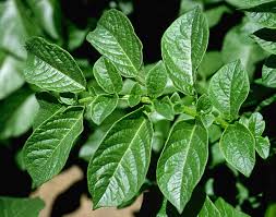 Attēlu rezultāti vaicājumam “Solanum tuberosum”