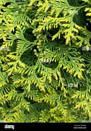 Attēlu rezultāti vaicājumam “Thuja occidentalis leaf”
