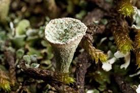 Attēlu rezultāti vaicājumam “Paraleucobryum longifolium sporophyte”