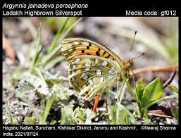 Attēlu rezultāti vaicājumam “Argynnis adippe underside”