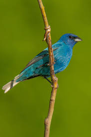 Image result for Passerina cyanea