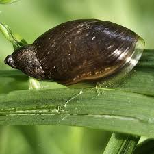 Attēlu rezultāti vaicājumam “Succinea”