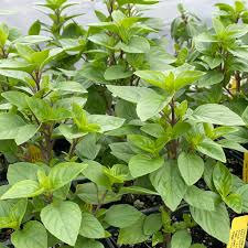 Attēlu rezultāti vaicājumam “Ocimum basilicum”