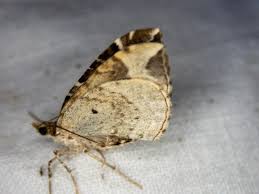 Attēlu rezultāti vaicājumam “Eulithis prunata”