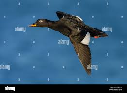 Attēlu rezultāti vaicājumam “Melanitta fusca”