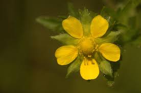 Attēlu rezultāti vaicājumam “Potentilla norvegica flower”
