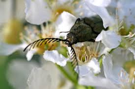 Attēlu rezultāti vaicājumam “Ctenicera pectinicornis”