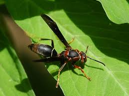 Attēlu rezultāti vaicājumam “Polistes”