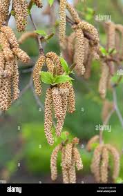 Attēlu rezultāti vaicājumam “Betula humilis female flower”