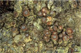 Attēlu rezultāti vaicājumam “Petractis sp.”