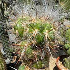 Attēlu rezultāti vaicājumam “Collaria rubens stalked”