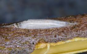 Attēlu rezultāti vaicājumam “Bucculatrix rhamniella”