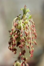 Attēlu rezultāti vaicājumam “Fraxinus excelsior Pendula female flower”