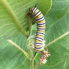 Image result for monarch caterpillar