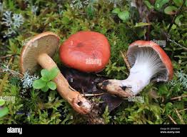 Attēlu rezultāti vaicājumam “Gomphidius roseus”