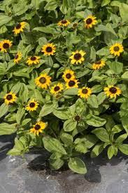 Image result for Sanvitalia procumbens