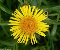Attēlu rezultāti vaicājumam “Inula salicina flower”